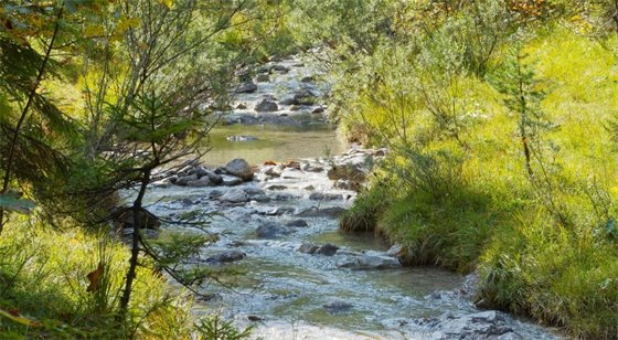 Rich vegetation along both sides of a rocky stream