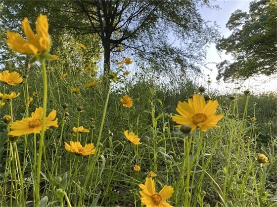 Yellow cone flowers against a background of trees and a blue sky at Dudley Park
