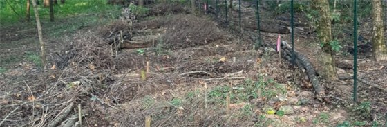 Christmas Tree Recycling