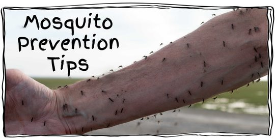 Tips for Reducing Mosquitoes & Avoiding Their Bites