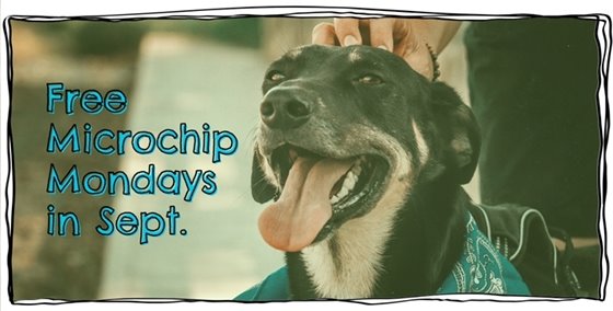 Microchip Mondays thumbnail image with dog
