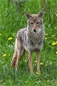 Coyote