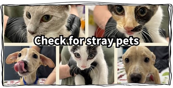 Check for strays image