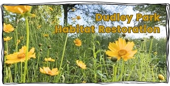 Yellow wildflowers growing at Dudley Park