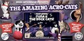 Acro-Cats