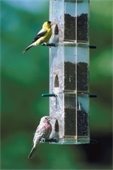 Bird Feeder