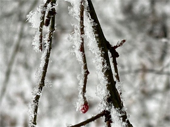 Winter Ice on Tree Branch