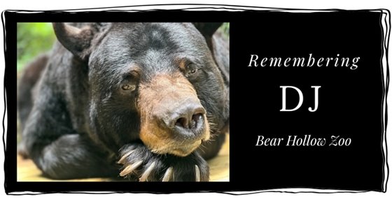 American Black Bear posing with paws under his face