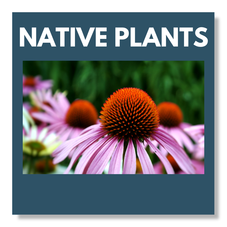 Native Plants Button