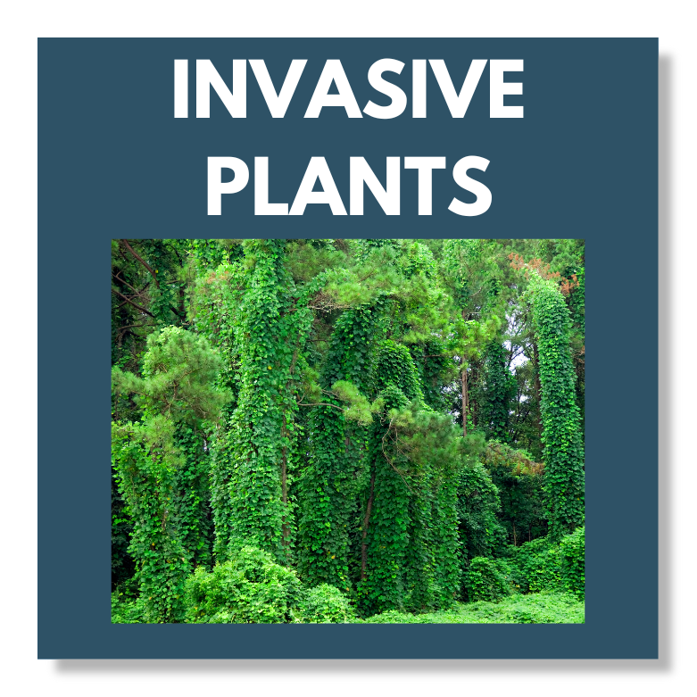 Invasive Plants Button