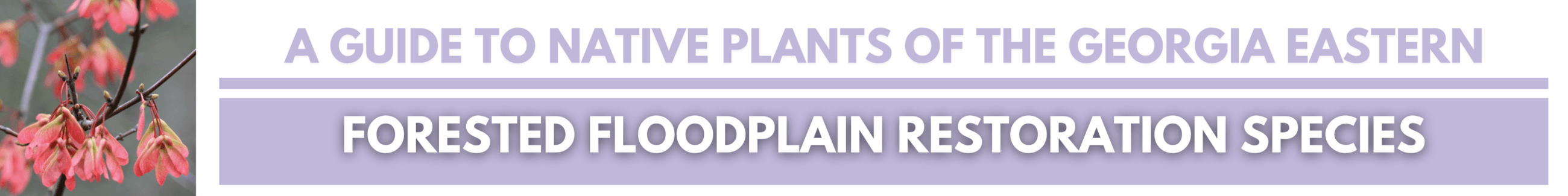Click for A GUIDE TO NATIVE PLANTS OF THE GEORGIA EASTERN: Forested Floodplain Restoration Species
