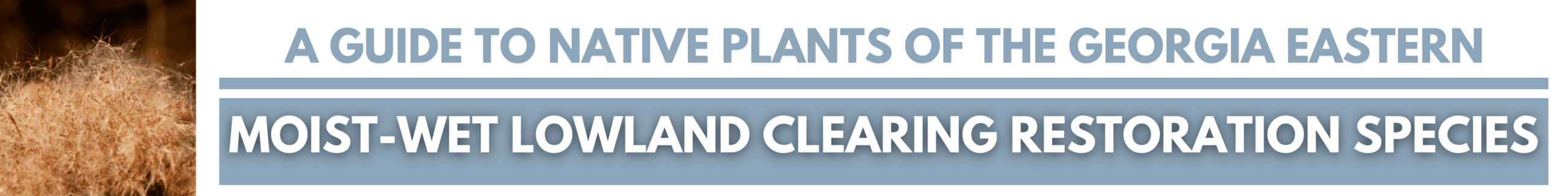 Click for A GUIDE TO NATIVE PLANTS OF THE GEORGIA EASTERN: Moist-Wet Lowland Clearing Restoration Sp