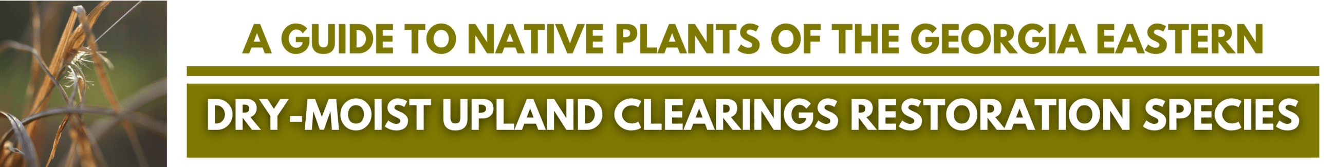 Click here for A GUIDE TO NATIVE PLANTS OF THE GEORGIA EASTERN: Dry-Moist Upland Clearings Restorati