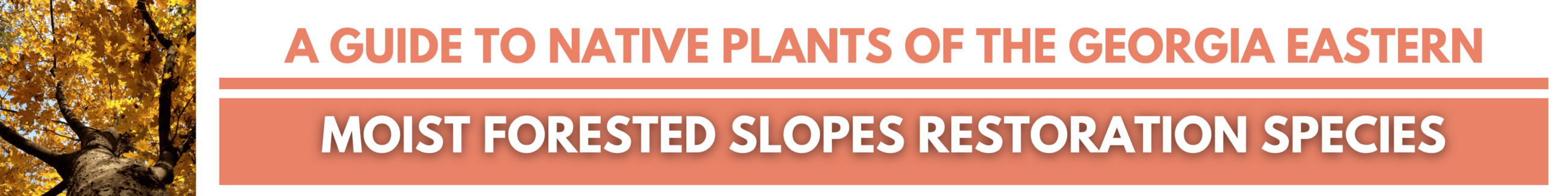 Click here for: A GUIDE TO NATIVE PLANTS OF THE GEORGIA EASTERN: Moist Forested Slopes Restoration S