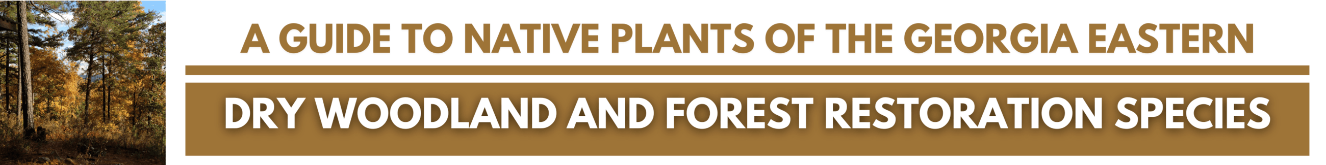 Click here for A GUIDE TO NATIVE PLANTS OF THE GEORGIA EASTERN: Dry Woodland and Forest Restoration 