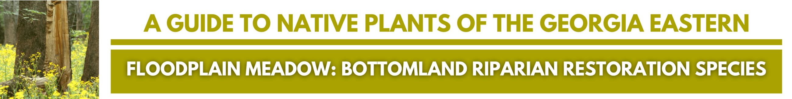 Click here for A GUIDE TO NATIVE PLANTS OF THE GEORGIA EASTERN: Floodplain Meadow: Bottomland Ripari