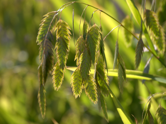 Chasmanthium latifolium (river oats) in the sunlight