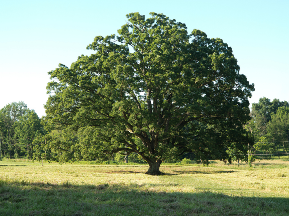 A white oak tree in a field