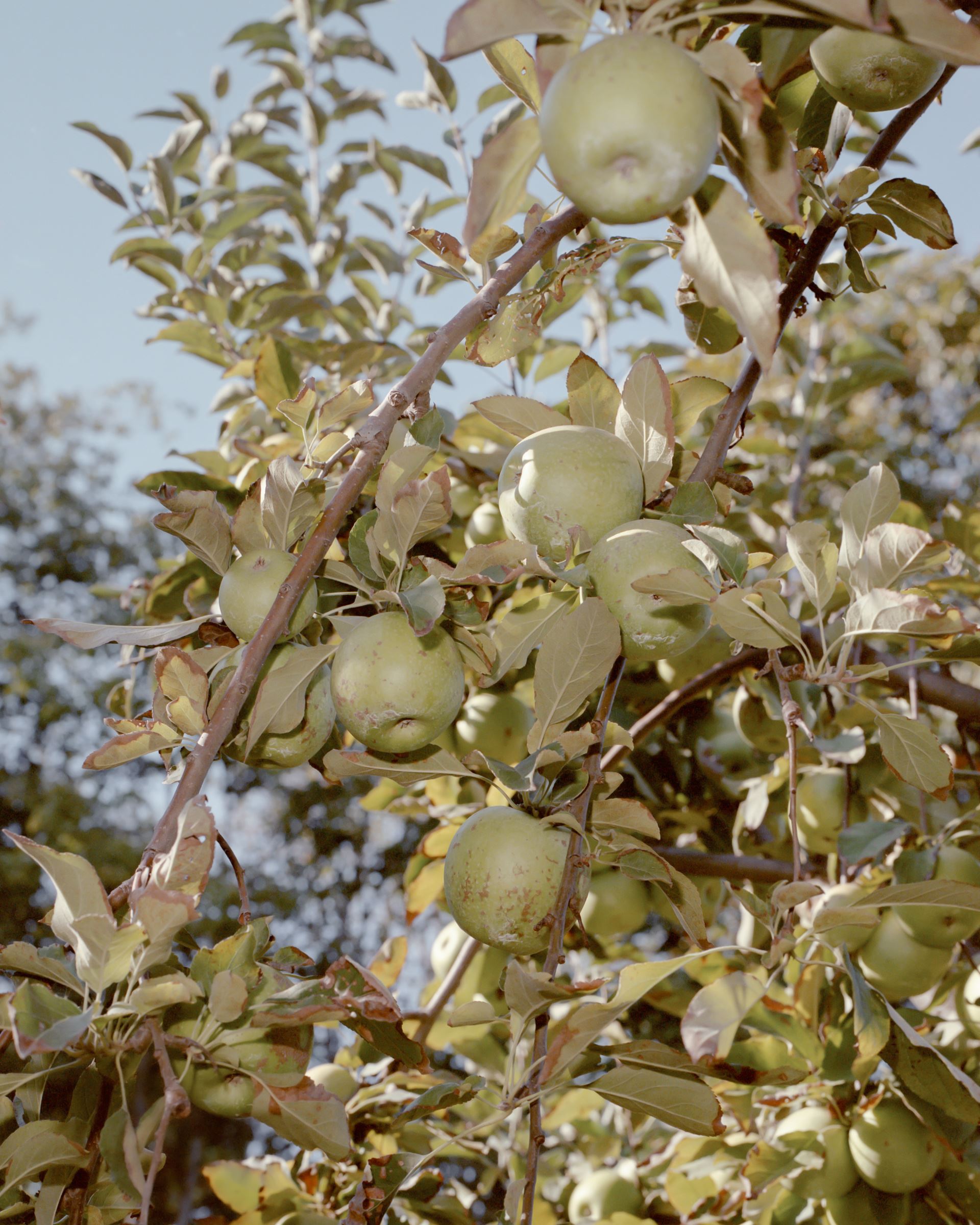 Promo Apples_Kennedy