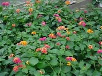 lantana_thumb