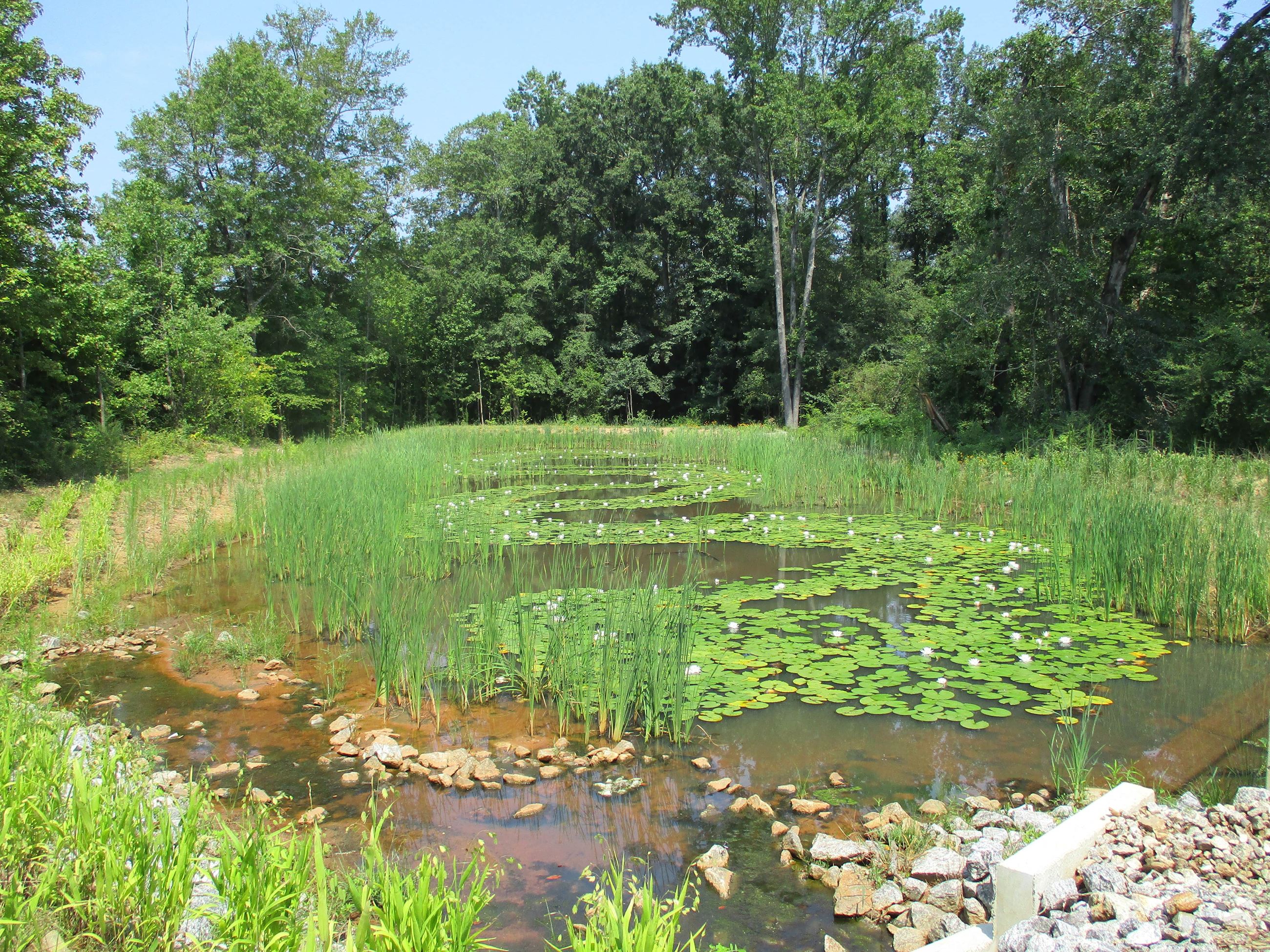 Stormwater Steward Pocket Wetland