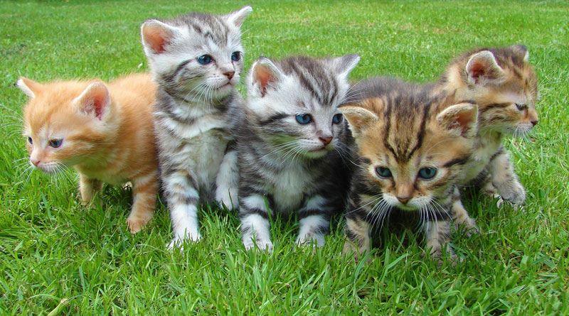 Four cute kittens in a row playing in the grass