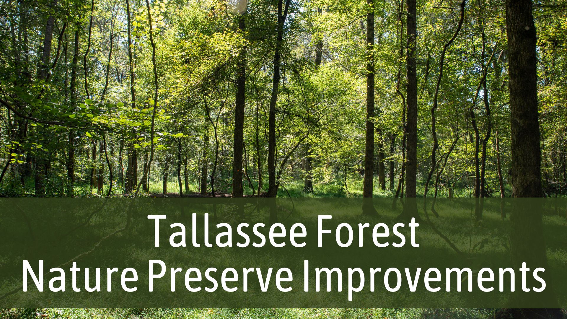 tallassee-forest-bannergraphic-lslistens