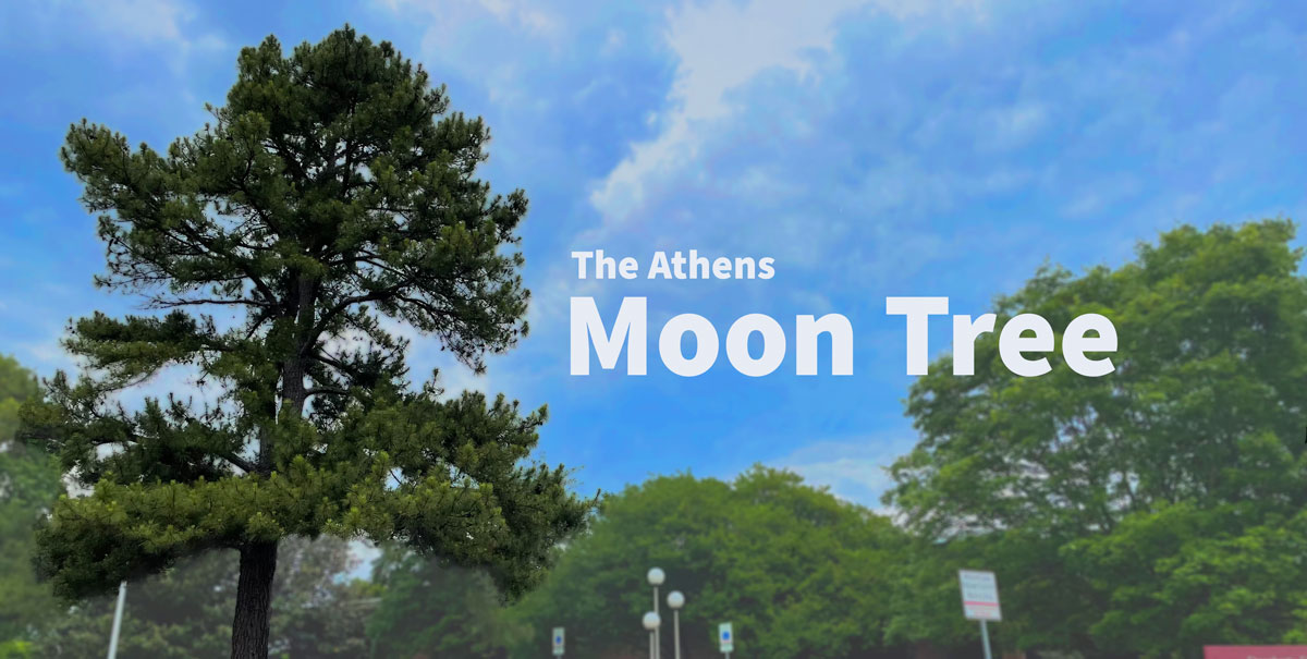 Moon Tree header image