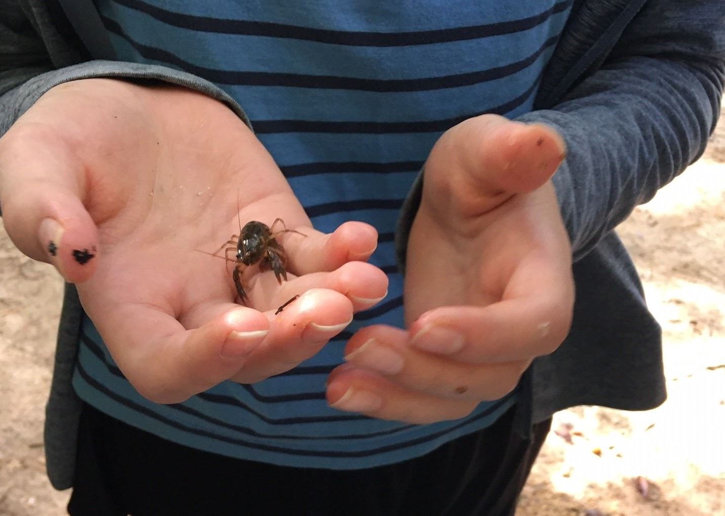 crawfish in hand