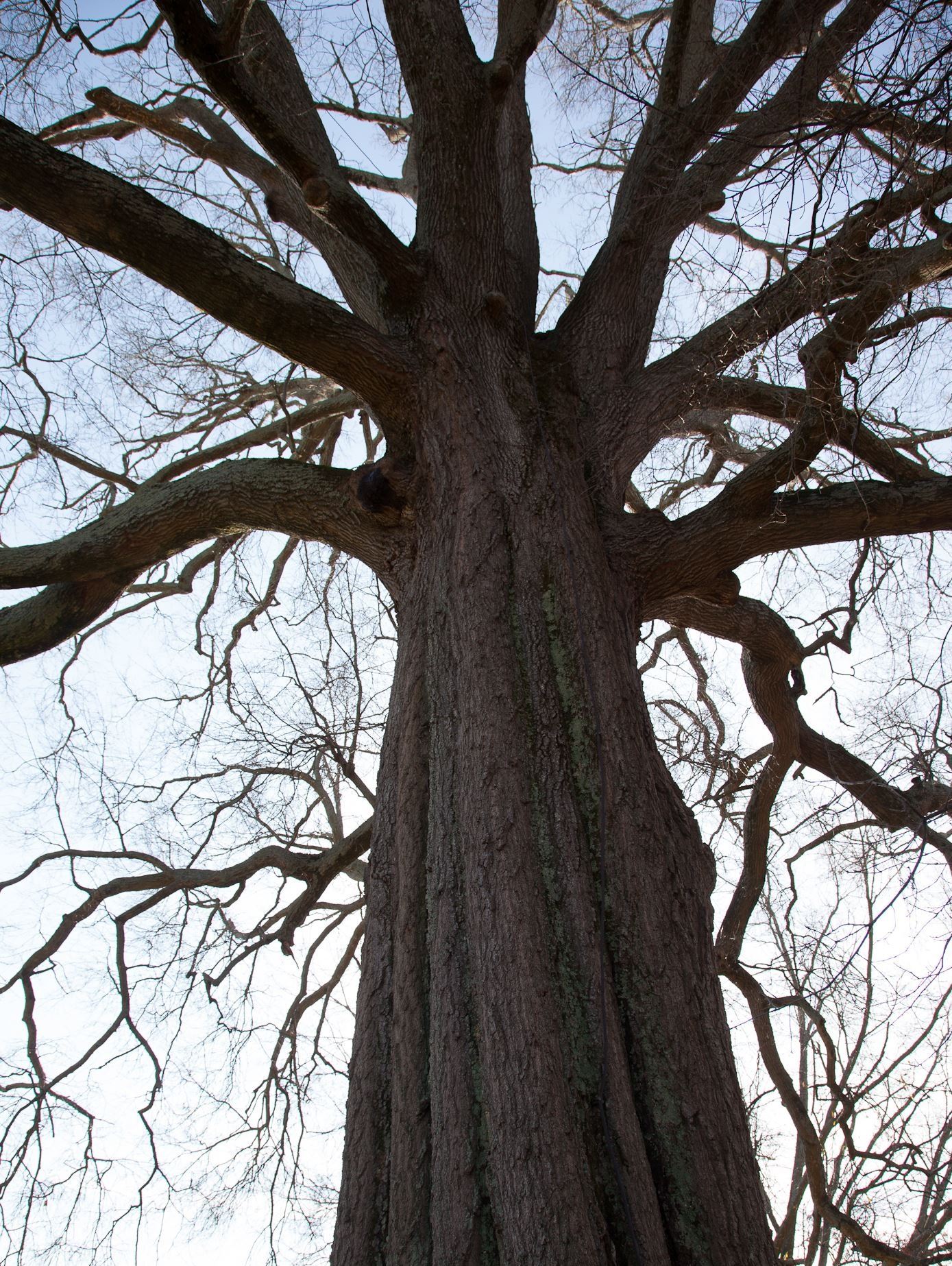 willowOak