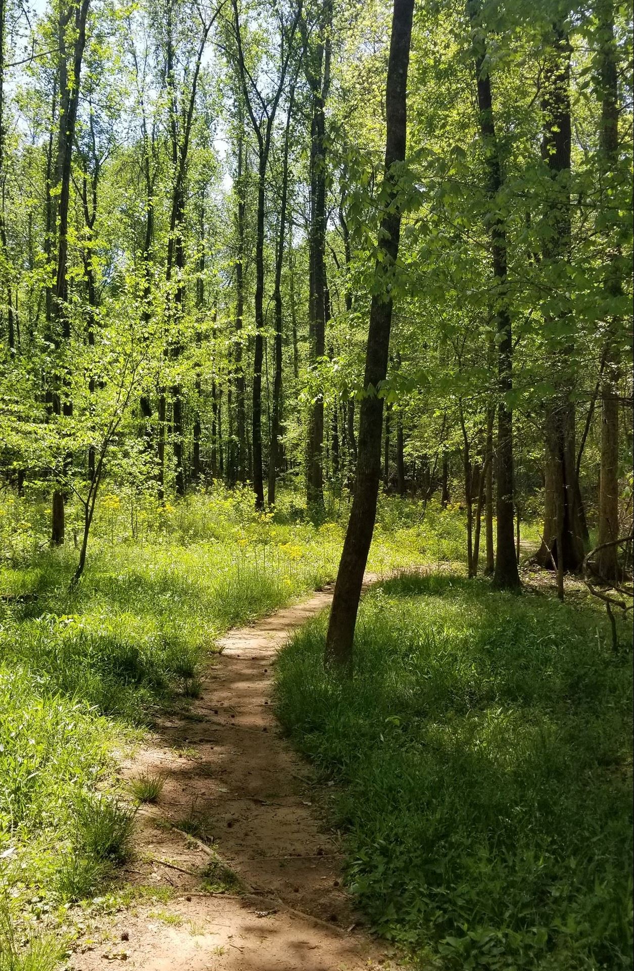 Kestrel Trail in the Spring of 2020