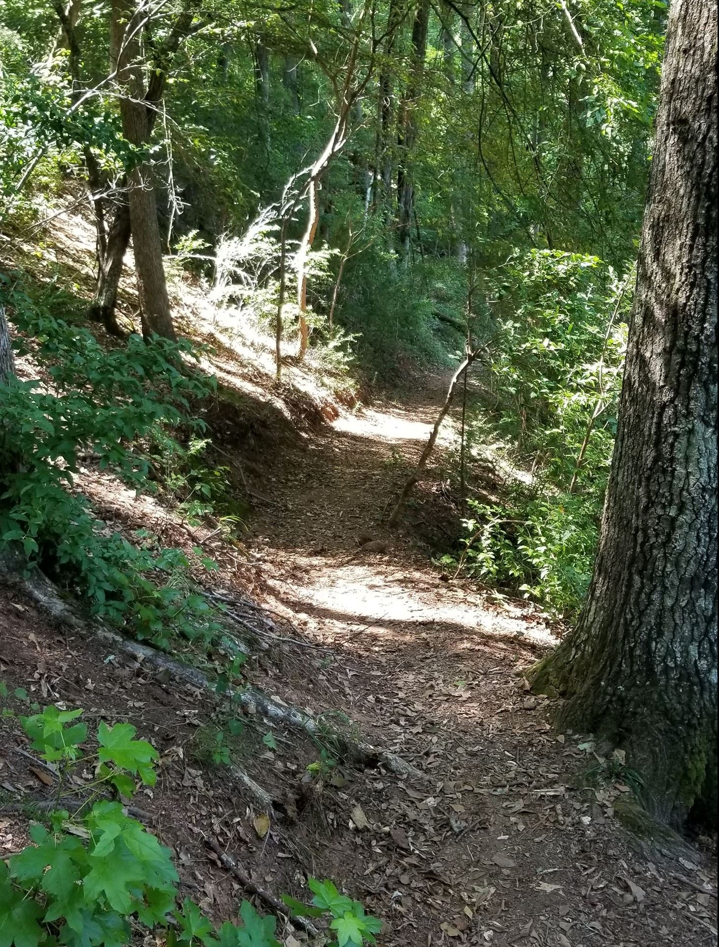 Claypit Pond Trail during summer