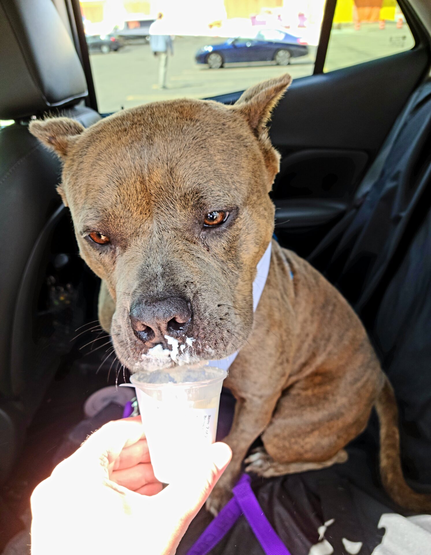 Diamond-Enjoying-Pup-Cup