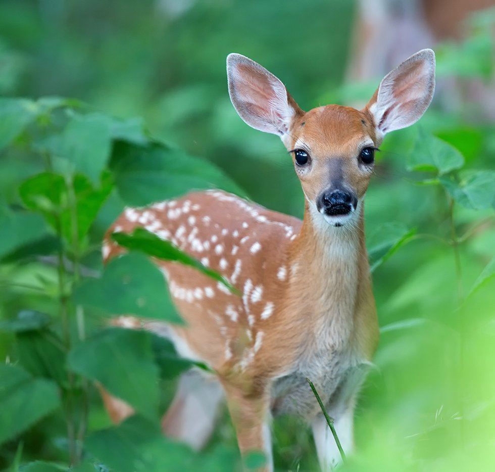 Fawn Picture