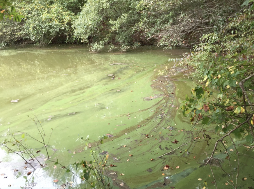 Lake Herrick Algae