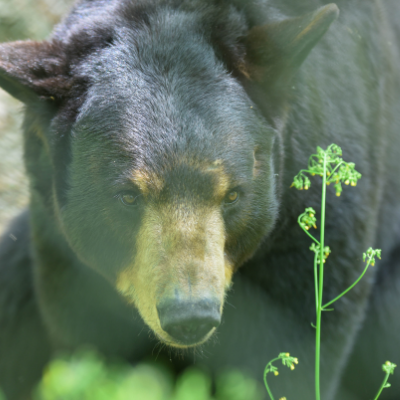 Bear Hollow Zoo bear