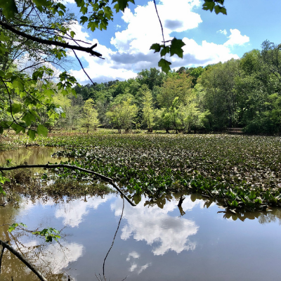 Sandy Creek Nature Center Pond