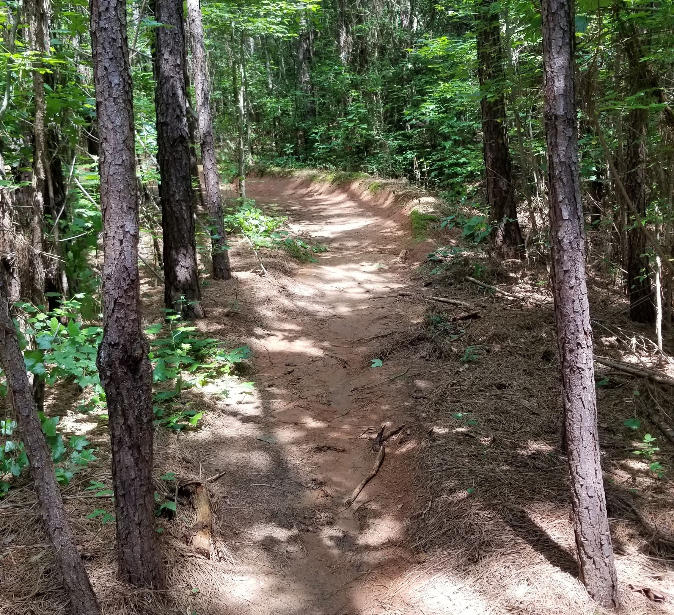 Downhill mountain bike trail at Walker Park