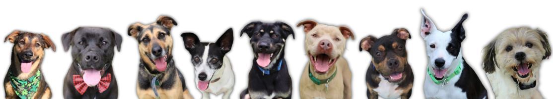 Images of ACC Animal Services dogs