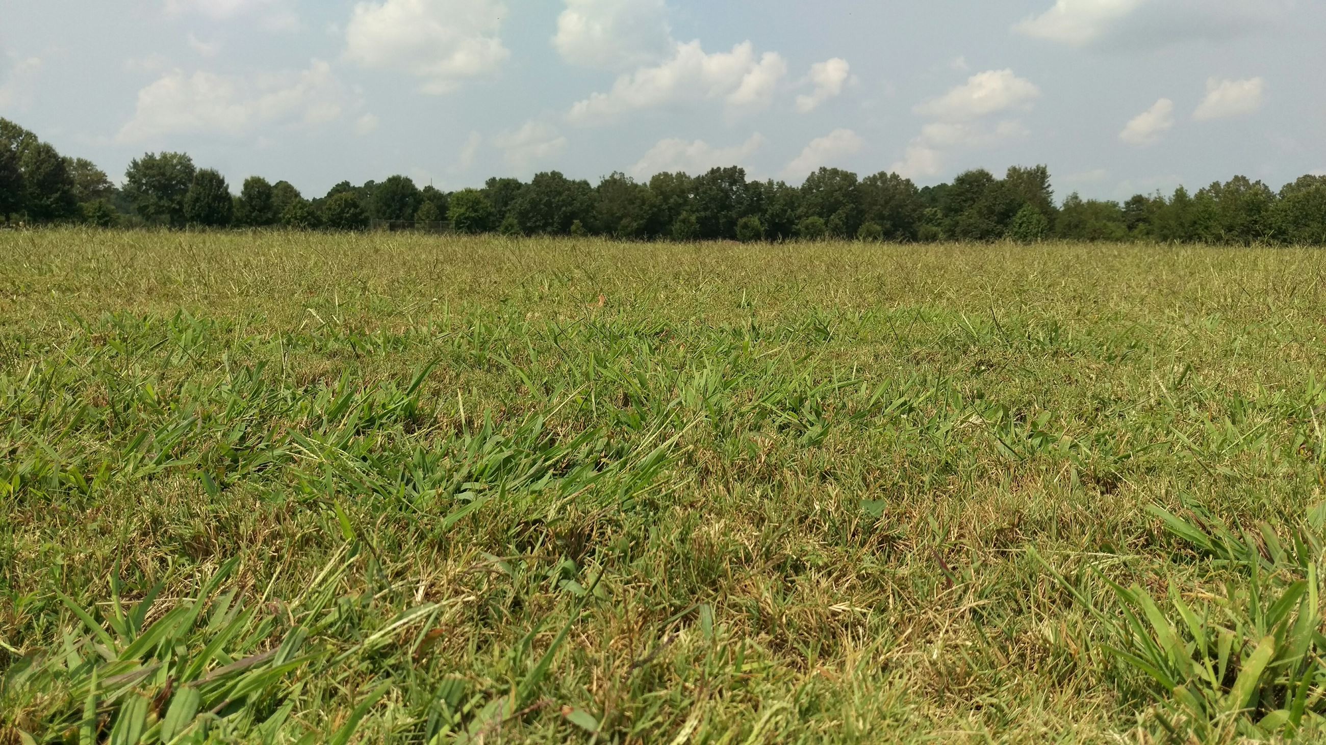 Closeup of Field 1 at Sandy Creek Park.