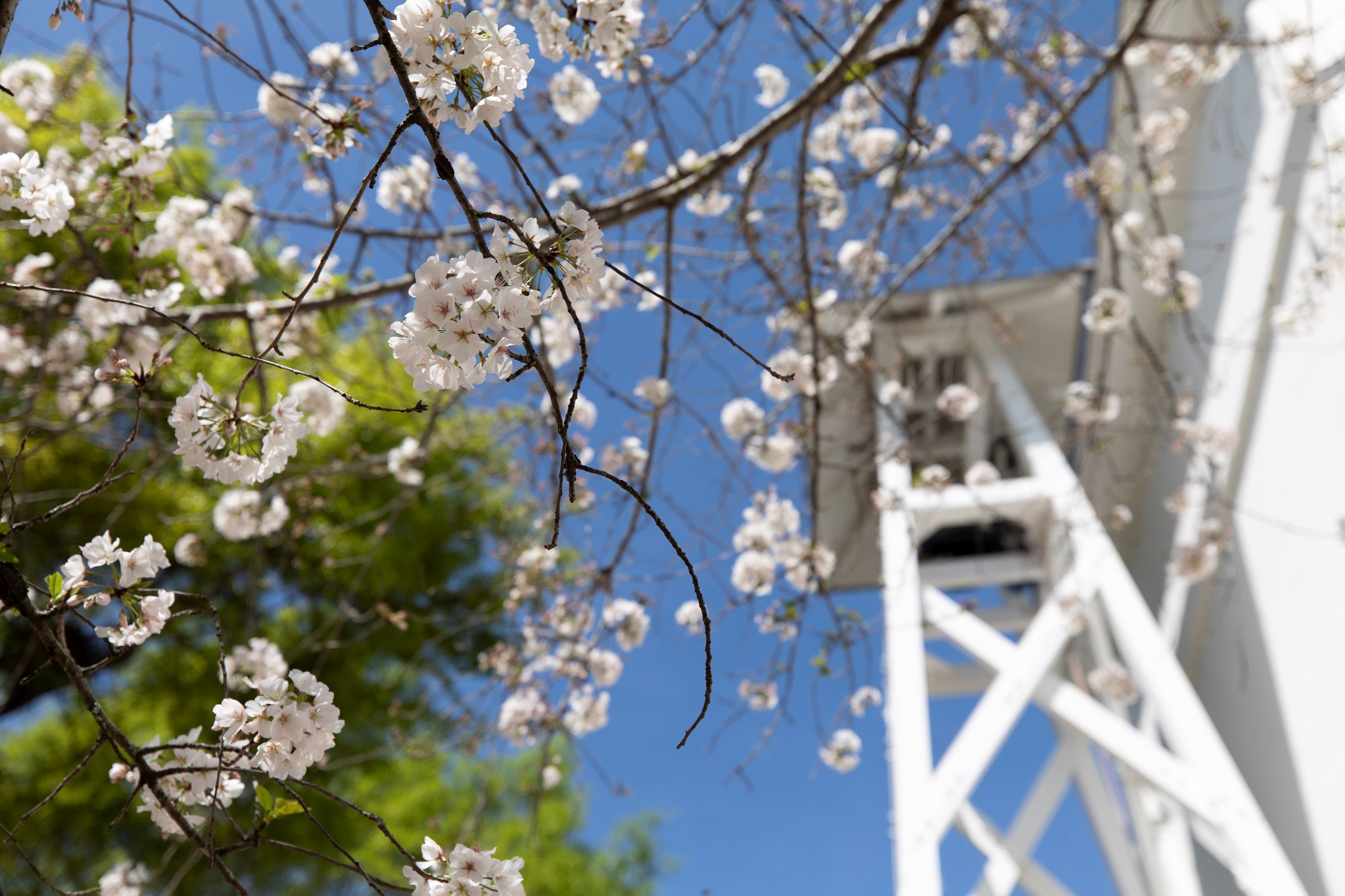 UGA Chapel Bell with spring flowers in foreground